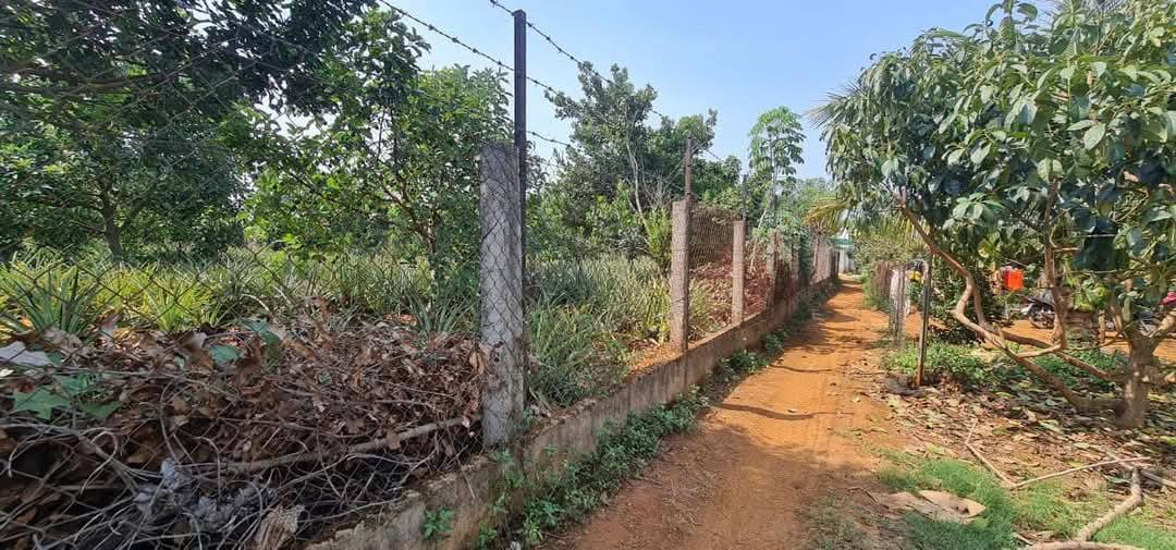 Cần Tiền Bán Gấp Lô Đất Rộng 3 Mặt Tiền Tại Xã Tà Nung, Tp.Đà Lạt 716m2 - Ảnh 2